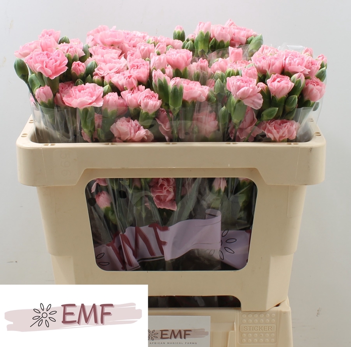 <h4>DI TR ROSADITA</h4>