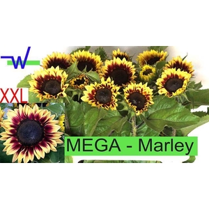 HELI AN MARLEY