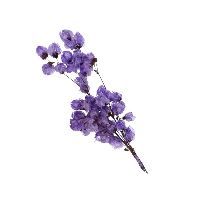 Droogbloem Bougainvillea 45-55cm