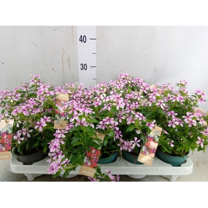 Catharanthus ros. 'Soiree lgh Pink'
