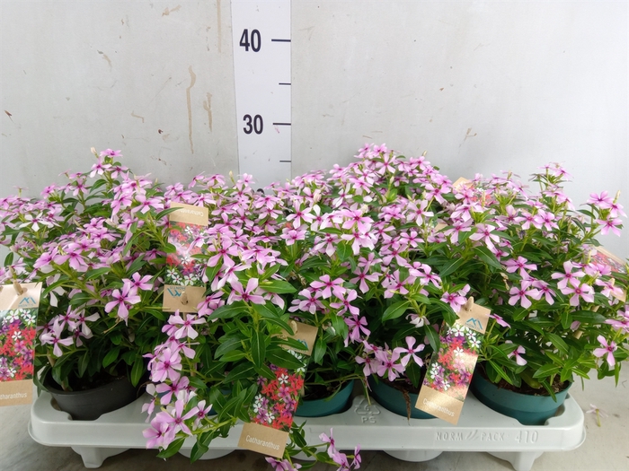 <h4>Catharanthus ros. 'Soiree lgh Pink'</h4>