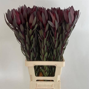 Leucadendron Safari Xandybel