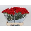 Dianthus St Gennaro