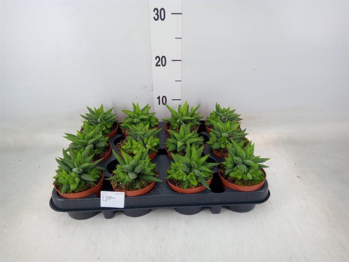 <h4>Haworthia   ...</h4>