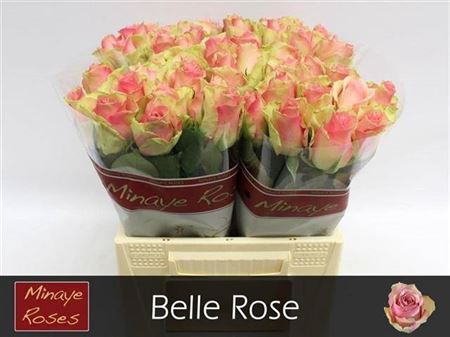 <h4>R Gr Belle Rose</h4>
