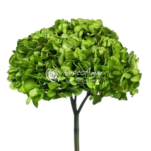 Hydrangea Xl Gre01