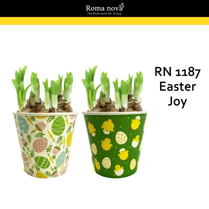 <h4>Narcis Rom 1187 Easter Joy</h4>