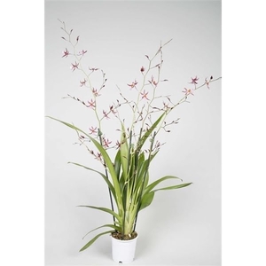 Oncidium 'Mieke von Holm' geurend 3+ tak 12 cm