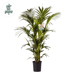 KENTIA - P27 H170 - 12PP - Air So Pure (Howea forsteriana)