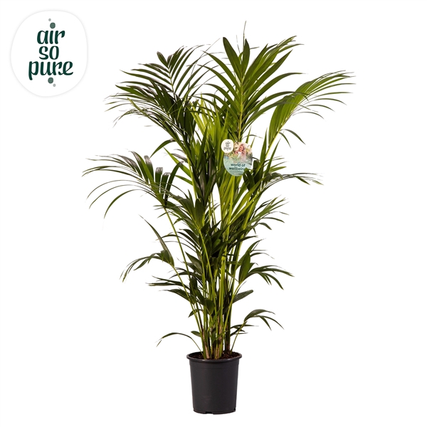 <h4>KENTIA - P27 H170 - 12PP - Air So Pure (Howea forsteriana)</h4>