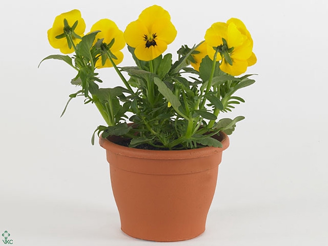 VIO CO TW YELLOW+EYE