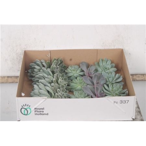 Echeveria Gemengd X20