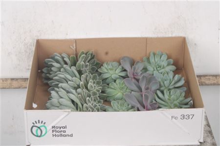 <h4>Echeveria Gemengd X20</h4>