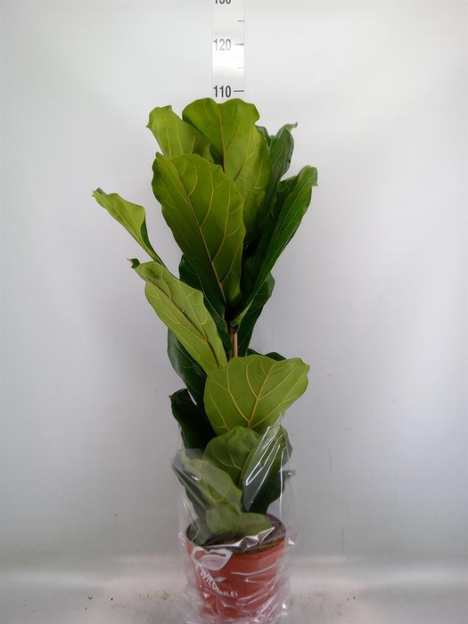 <h4>Ficus lyrata</h4>