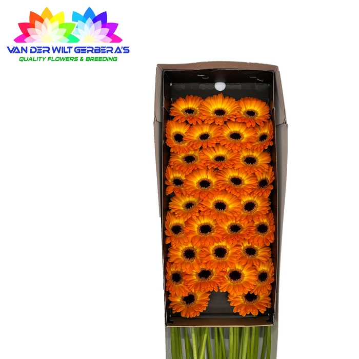 <h4>Germini Solero Doos</h4>