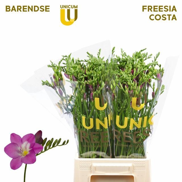 <h4>Freesia enk Costa</h4>