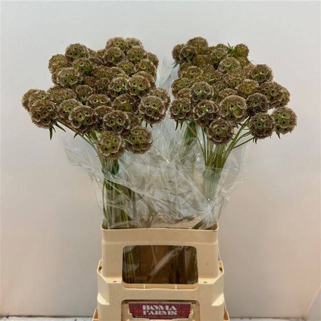 <h4>SCABIOSA STELLATA ZD</h4>