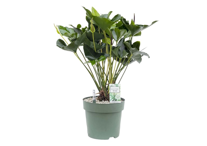 <h4>Anthurium Arrow Plant</h4>