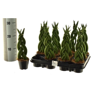 Sansev Cylindrica Ov