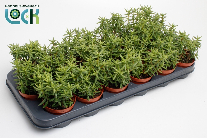 <h4>Crassula Tetragona</h4>