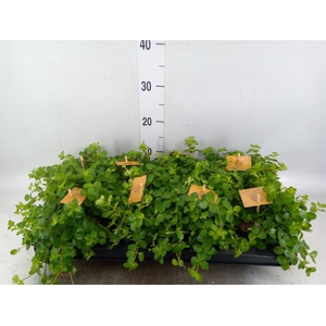Peperomia rotundifolia