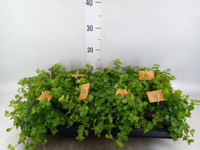 <h4>Peperomia rotundifolia</h4>