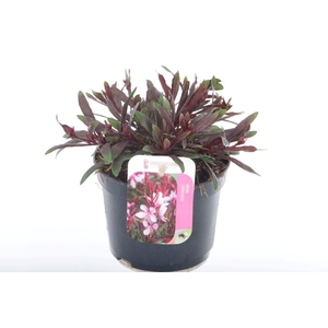 Gaura lind. Gaudi Rose