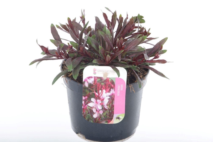 <h4>Gaura lind. Gaudi Rose</h4>