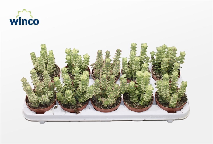<h4>Crassula Perforata Variegata</h4>