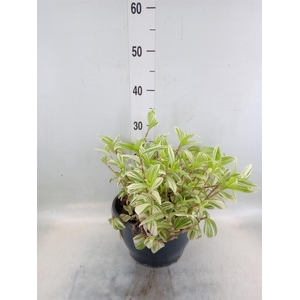 Tradescantia  'Brightness'