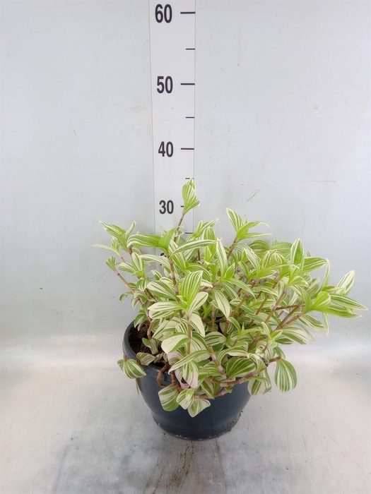 <h4>Tradescantia  'Brightness'</h4>