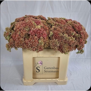 Sedum Spectabile