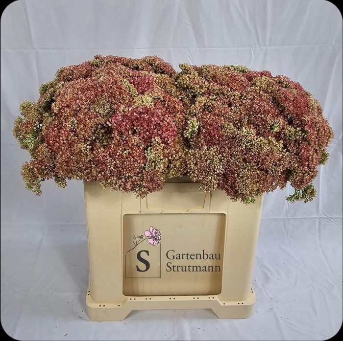 <h4>Sedum Spectabile</h4>