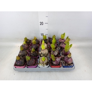 Hyacinthus orie.   ...mix 5