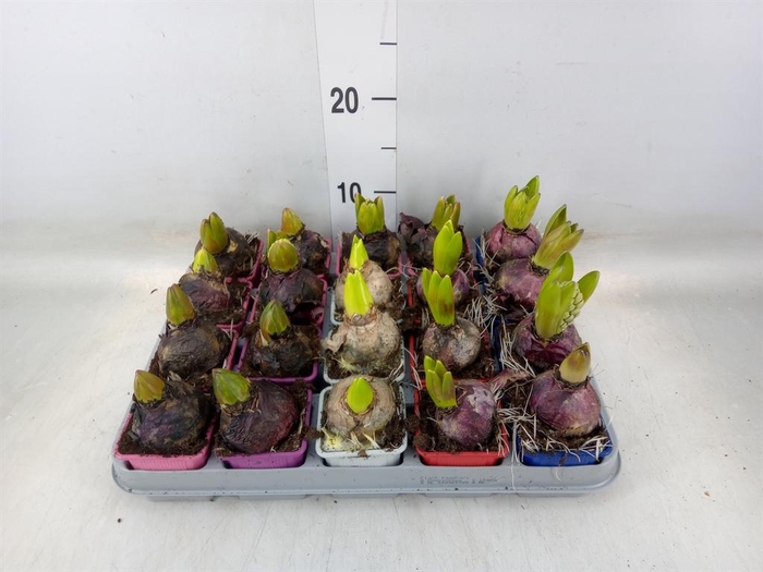 <h4>Hyacinthus orie.   ...mix 5</h4>