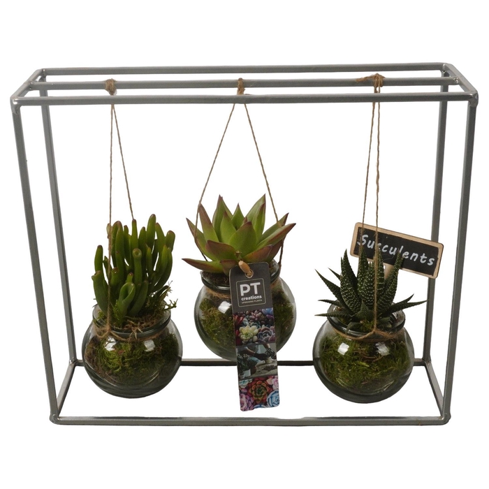 <h4>Arr.  Succulents H%</h4>