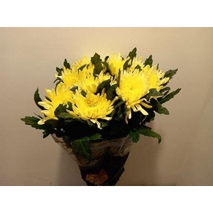 Chr G Topspin Yellow