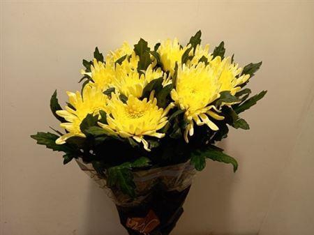 <h4>Chr G Topspin Yellow</h4>