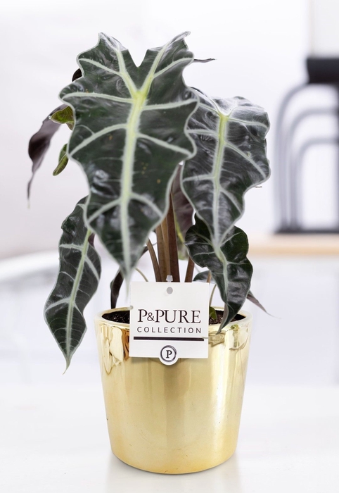 <h4>Alocasia Polly Zink Louise</h4>
