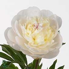 Paeonia (Lactiflora Grp) 'White Pool'