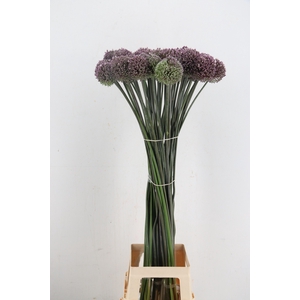 ALLIUM SUMMER DRUMME