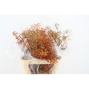 ROSA CORALLO ORANGE 080CM