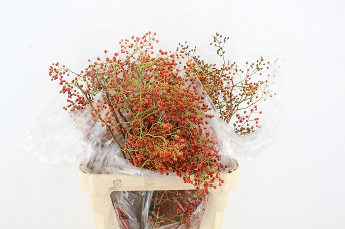 <h4>ROSA CORALLO ORANGE 080CM</h4>