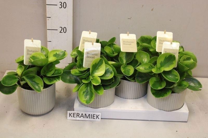 <h4>PEP OBT OBTIPAN</h4>