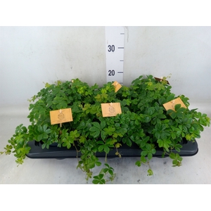 Parthenocissus  'Sugar Vine'