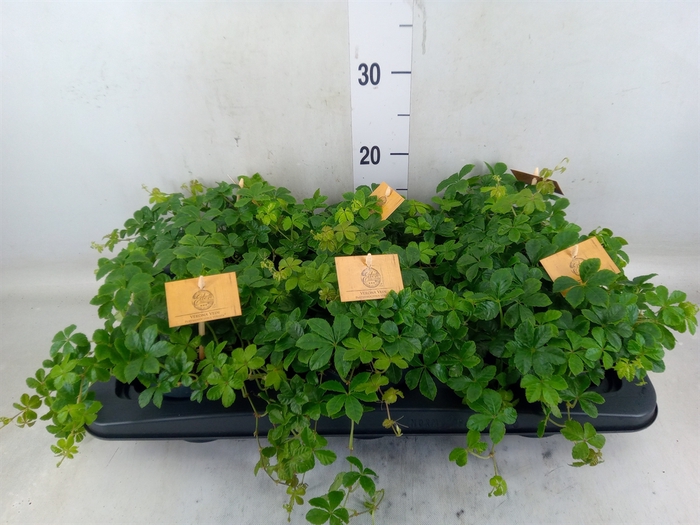 <h4>Parthenocissus  'Sugar Vine'</h4>