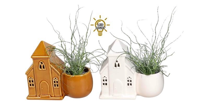 <h4>JUNCUS SPIRALLIS</h4>