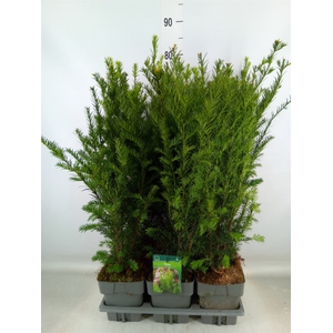 Taxus media 'Groenland'