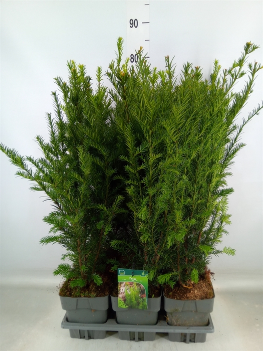 <h4>Taxus media 'Groenland'</h4>