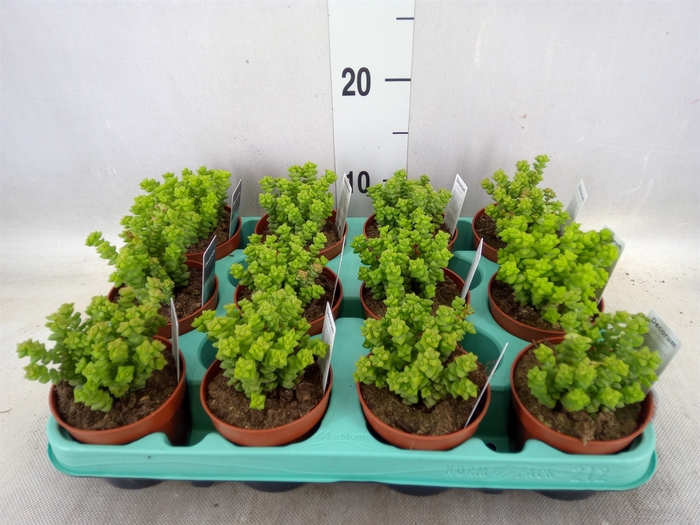 <h4>Crassula   ...</h4>